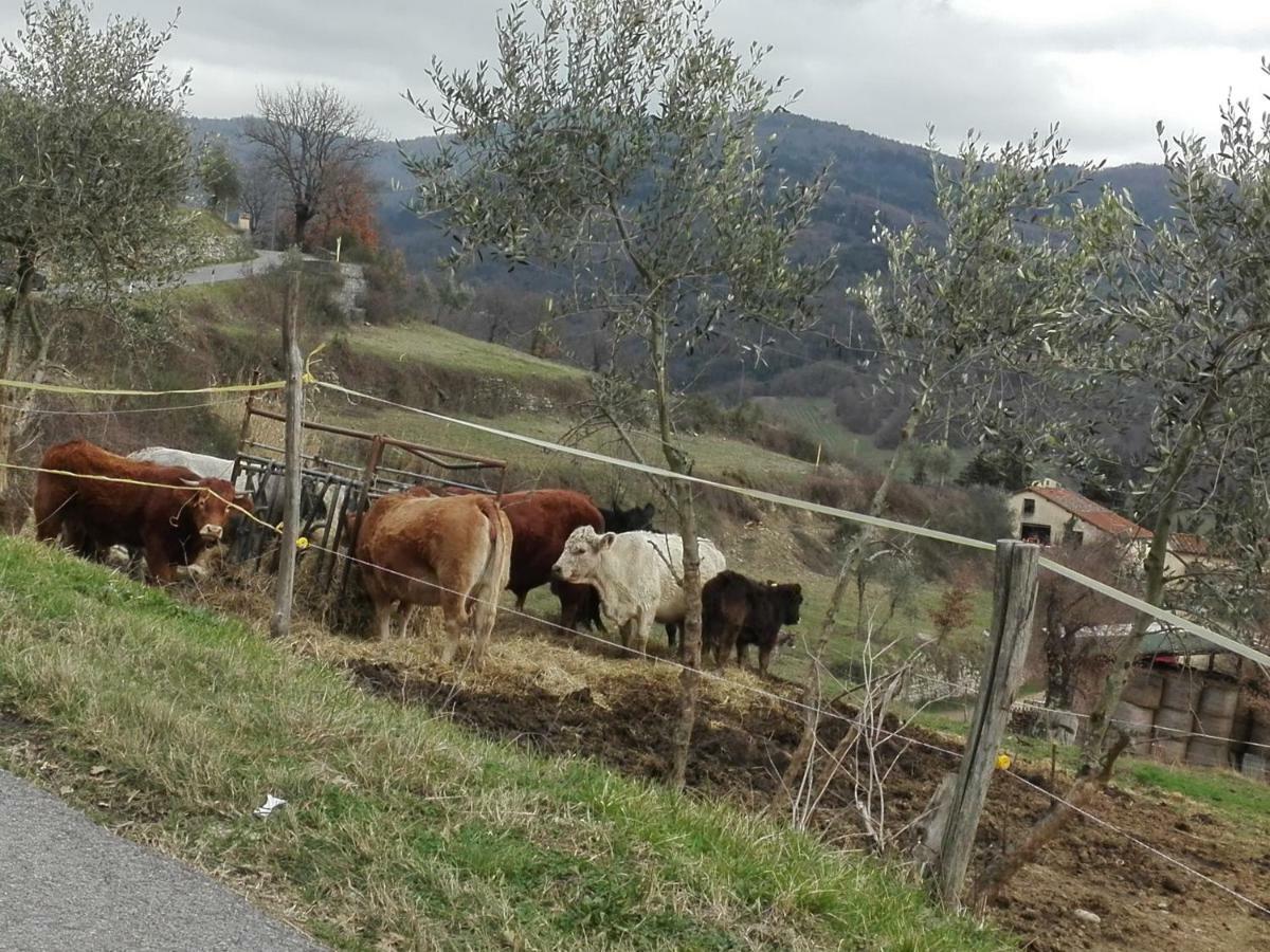 Fattoria Di Cintoia Villa ปอนตาสซิเอเว ภายนอก รูปภาพ